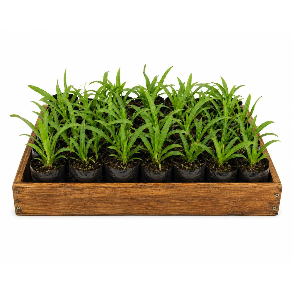 Mudinhas matrizes de Angélica / Tuberosa