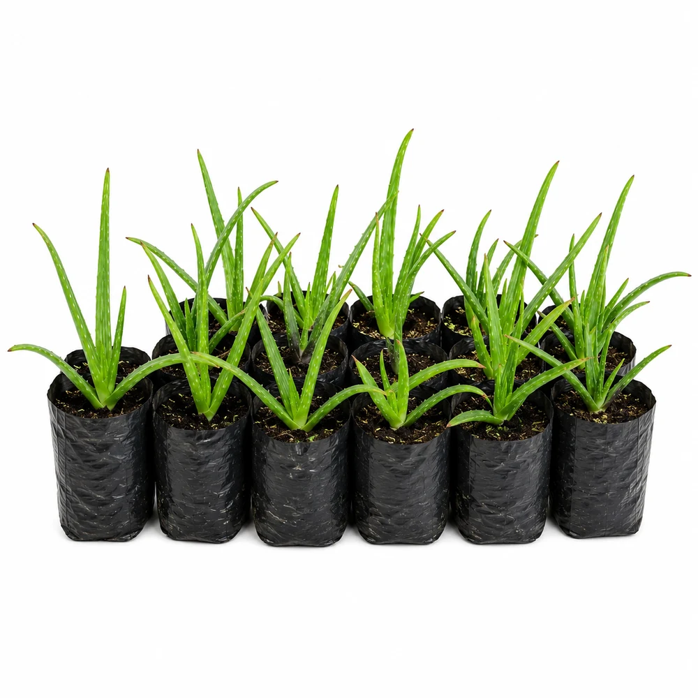 Mudas de Aloe Vera (lote)
