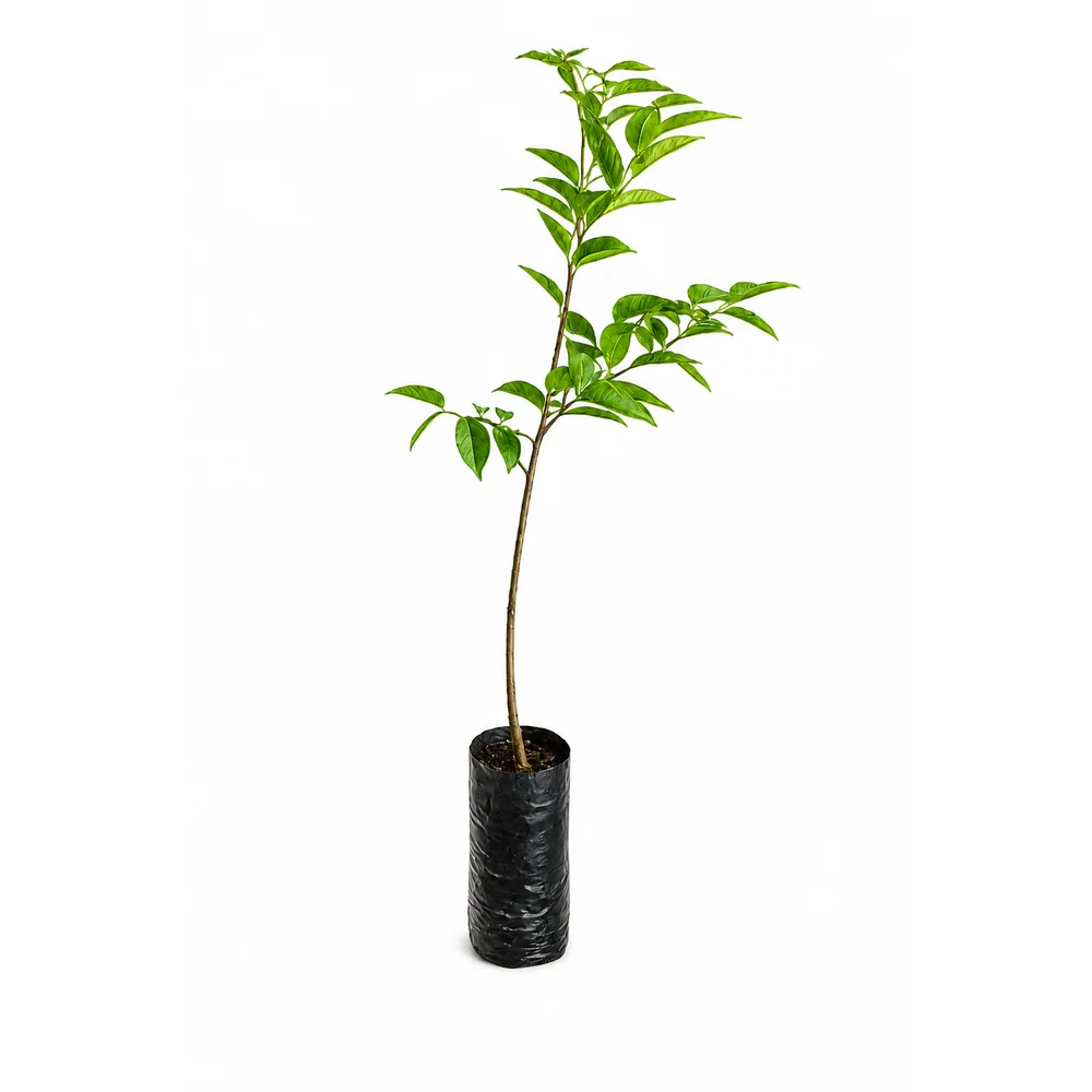 Muda de Ylang Ylang