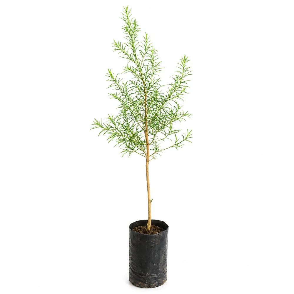 Muda de Melaleuca alternifolia