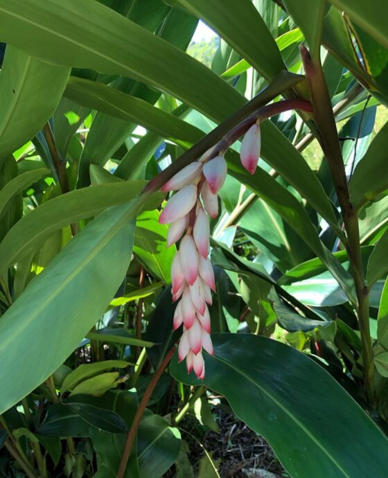 Flor de Colonia - Doctor Cunha