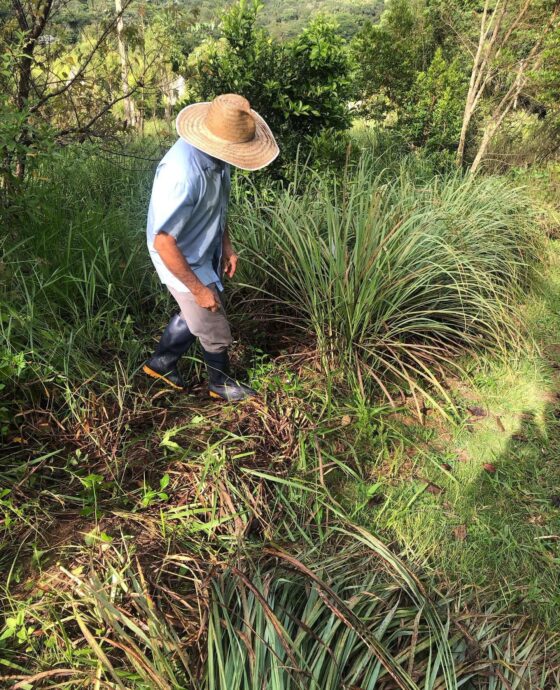 Sitio das Melaleucas - Doctor Cunha